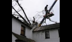 Fallen Tree service