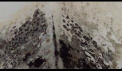 Lansing Mold Removal Company 