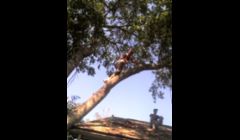 at a tree job \
