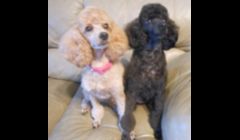 Photo from article Mosquitos,heartworms,and your pet. Website link below.\nhttp://www.examiner.com/article/mosquitos-heartworms-and-your-pet