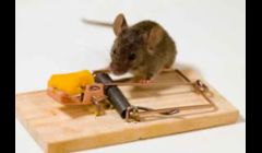 Pest Services Des Moines IA