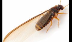 Pest Control Des Moines IA