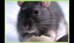 Pest Control Service Des Moines IA