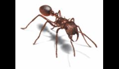 Termite Control Des Moines IA