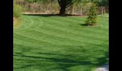 Lawn Maintenance