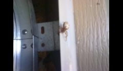 Pumpkin Spider