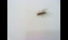 Millipede