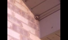 Wasp nest
