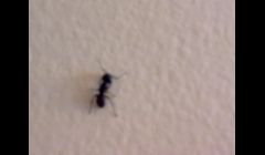 Carpender Ant