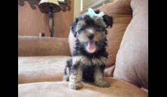 Female Yorkie born March 2012 . ( $500.00)