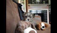 teacup Male Shorkie born March 2012 . ( $600.00)