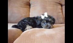 Female Yorkie born March 2012 . ( $500.00)