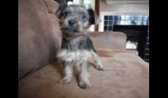 Female Yorkie born March 2012 . ( $500.00)