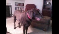 This is max.  He's a 7 year old Chocolate Lab that I get to watch from time to time.