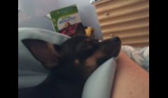 MY PUPPY 
