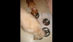 enjoying their meal