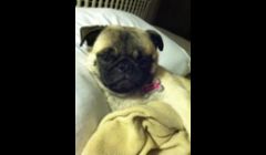 Chloe relaxing :)