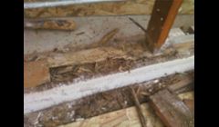 GOT DRY ROT?