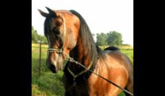 Summerwood Shai 1995 Straight Egyptian Arabian Stallion.