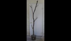 Custom built coat rack.