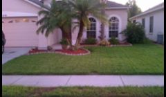 Tender Loving Lawn Care \nTree Pruning\nTrinity, Florida