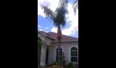 Tender Loving Lawn Care \nTree Pruning\nTrinity, Florida