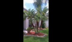 Tender Loving Lawn Care \nTree Pruning\nTrinity, Florida