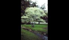 Amelanchier