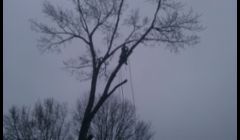large tree down in levittown