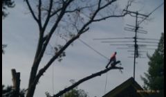 85ft tree removed over a house in cheltenham 