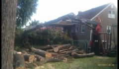 Two Large Maples removed in Northeast philly