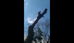 75 ft tree removed from back yard in philly was growing over home