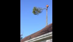 Stumps Removal Memphis TN