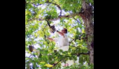Tree Removal Memphis TN