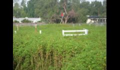 Weed cutting be for