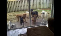 I had brand new sod put in and the first day the dogs tore it up. I am happy to say that my yard has been completely redone and is in perfect condition now! 