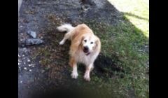 Maggie-First Client who told me when it was time to end her walk..lol