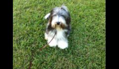 Aggie-My Show dog client