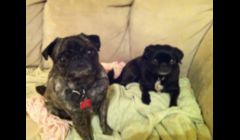 The Pugs from California
