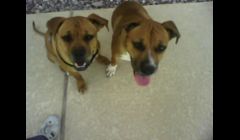 I had a great time walking with 2 healthy boxers, Jade & Sasha.
