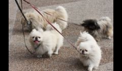 few of dogs we walk