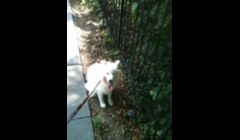 Jackie O on a leash.