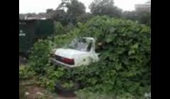 Little overgrown